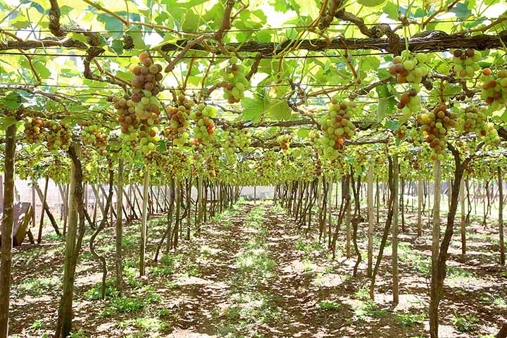O município de Marialva, que já chegou a ter 1,6 mil hectares, hoje lidera o ranking estadual com uma área de 473 hectares (13% do total) e produção de 11,7 mil toneladas. Outros destaques são Rosário do Ivaí, Mallet, Cerro Azul e Bandeirantes.