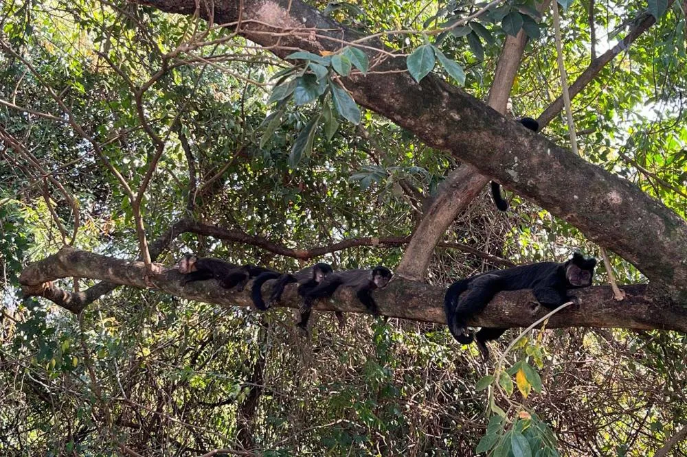 IAT cria metodologia para reestabelecer fauna em área incendiada mês passado Foto: IAT