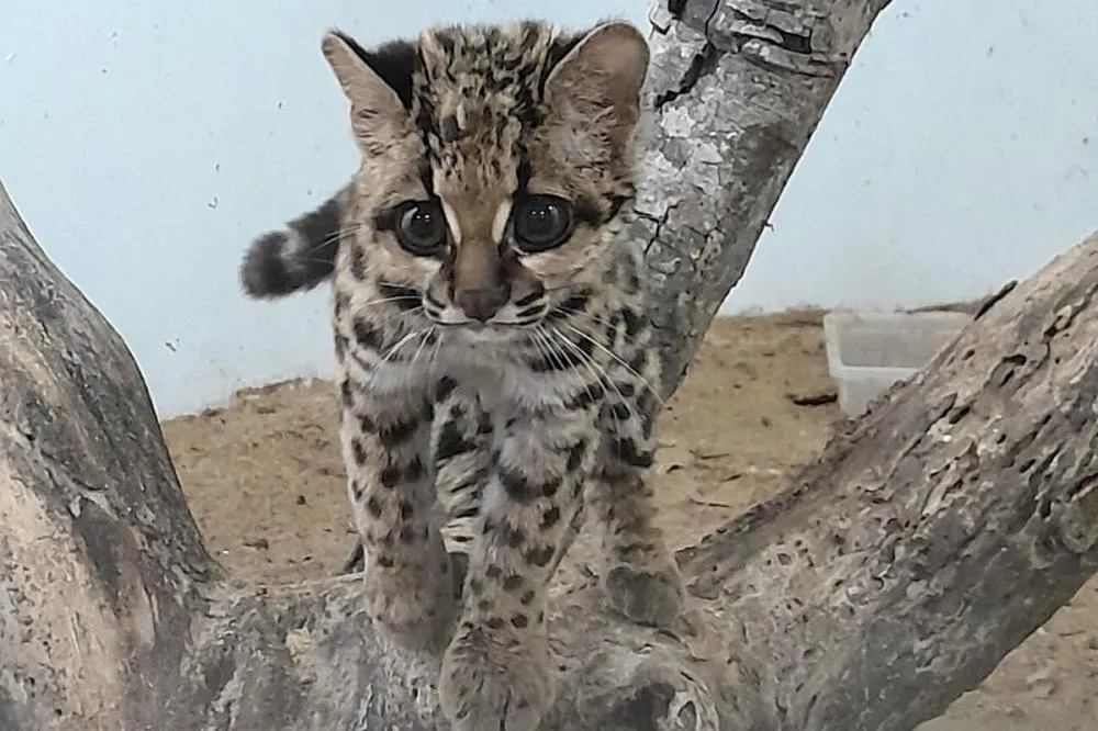 Gato-maracajá passou dez meses de treinamento e reabilitação antes de ser devolvido à natureza pelo IAT. Foto: IAT-Cornélio Procópio