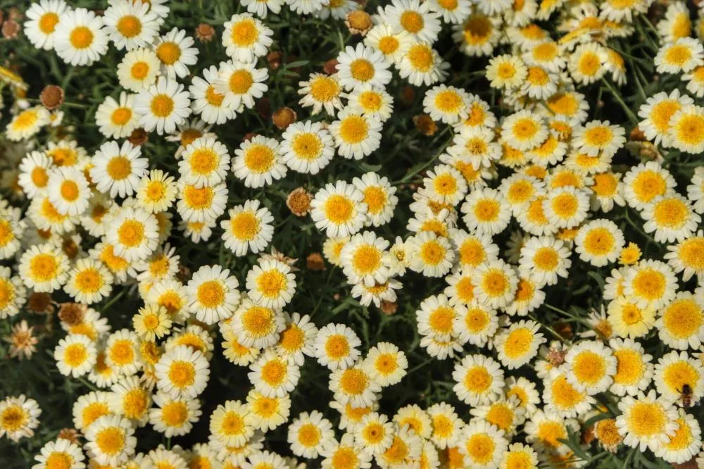 Símbolo da primavera, floricultura teve crescimento de 15,2% no Paraná Foto: José fernando Ogura/Arquivo AEN