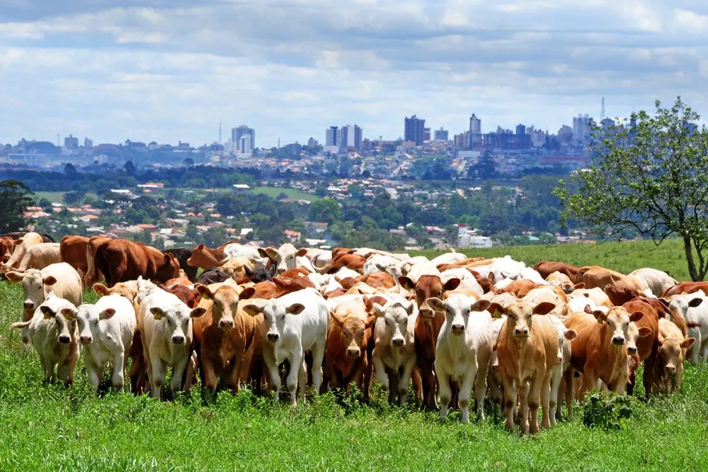 Efetivo de bovinos atinge recorde na série histórica com 238,6 milhões de cabeças - Bezerros da raça Purunã ao Fundo a cidade de Ponta Grossa - PR - Foto Toninho Anhaia.