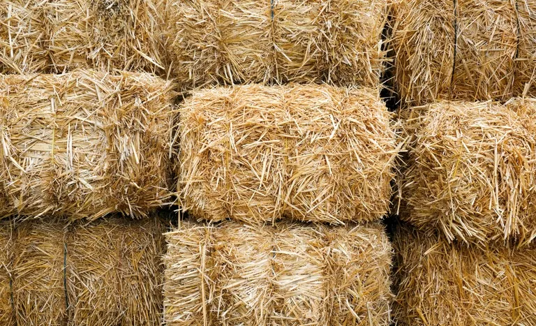 Abertura de mercados no Canadá para exportação de feno e fibra de coco do Brasil. Foto Mapa