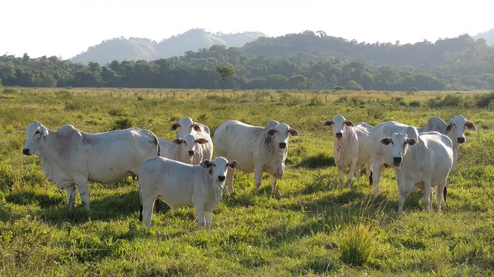 Os bons resultados da cria dependem de um manejo integrado e eficiente, desde a preparação para a estação reprodutiva até os cuidados pós-parto.