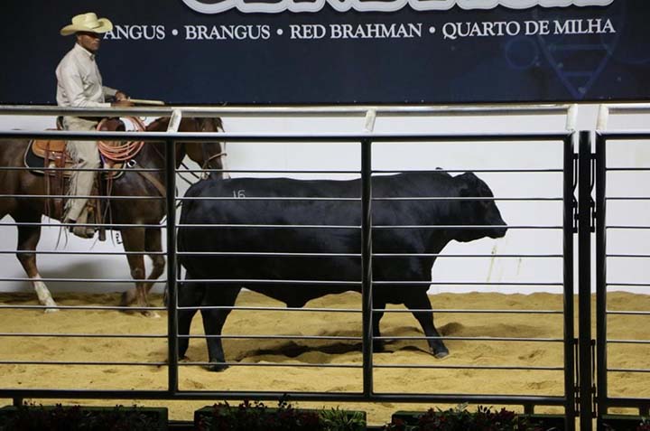 Pelo Angus, sobressaiu o VPJ Higher Proactive IA001, considerado um dos melhores índices de peso e área de olho de lombo, avaliados nos EUA, já nascidos no Brasil, que foi adquirido por R$ 734.400,00 pelo Grupo Golin