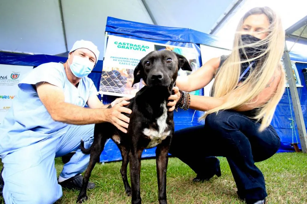 Programa Castrapet Paraná será retomado em novembro com o atendimento de mais de 35 mil animais, entre cães e gatos Foto: SEDEST-PR