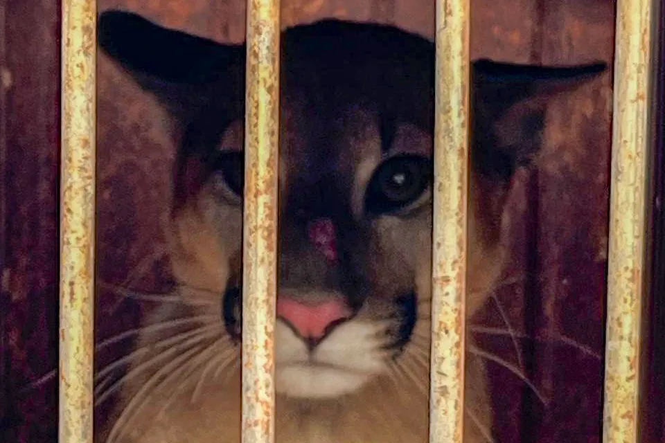 Onça-parda resgatada pelo IAT de um galinheiro na zona rural de Umuarama retornou nesta quinta-feira (26) ao habitat Foto: IAT Umuarama
