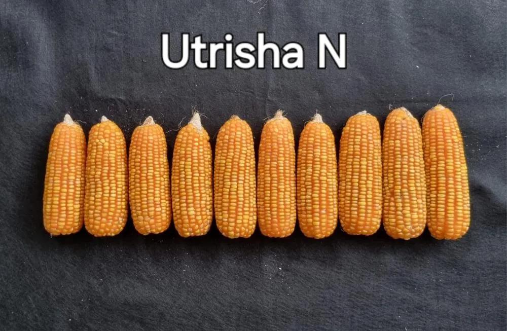 Agricultor de Maringá (PR), mesmo sofrendo com as adversidades climáticas da segunda safra de 2024, elevou a produtividade da lavoura com o fixador biológico de nitrogênio, Utrisha™ N, da Corteva Agriscience