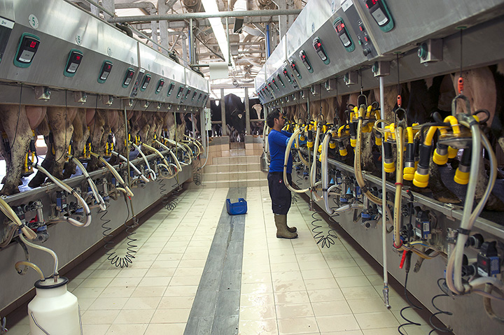 Ter informações precisas sobre o leite produzido é uma ferramenta valiosa para melhorar a saúde, o bem-estar e a produtividade das vacas. Mas, estes dados não operam de forma isolada.