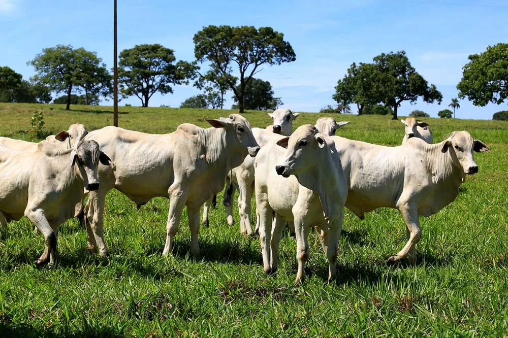 O manejo de condicionamento, com prazo de 30 dias, tem como objetivo restabelecer o ganho de peso dos animais que estão em recria Divulgação Connan