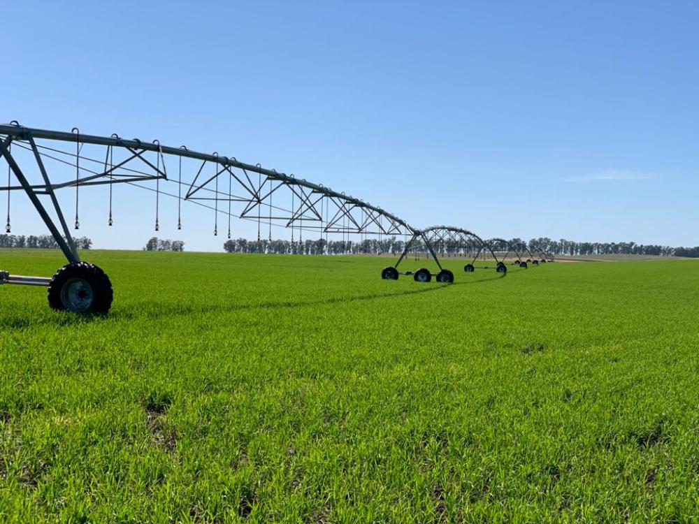 Segundo o Instituto Rio Grandense de Arroz (IRGA) os custos e tecnologia de produção giram em torno de R$ 7.500/ha.