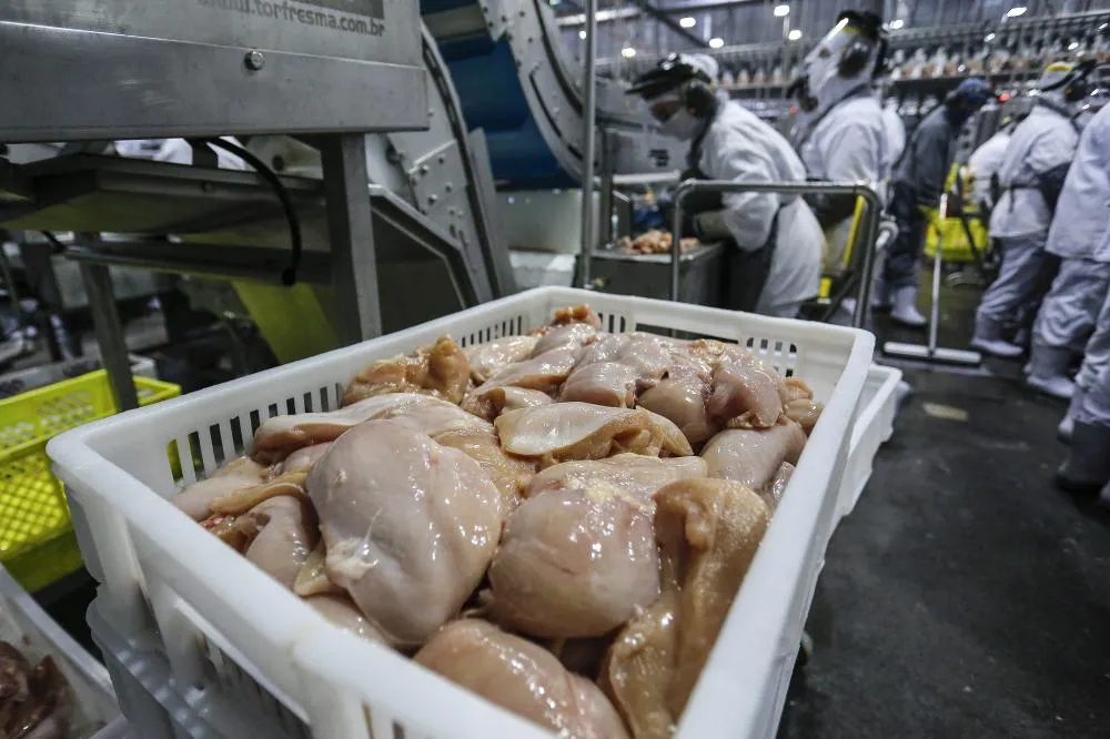 Maior exportador de carne de frango do Brasil, o Paraná exportou 195,6 mil toneladas em setembro, volume 20% maior em relação ao mesmo período do ano passado. Foto: Jonathan Campos/AEN