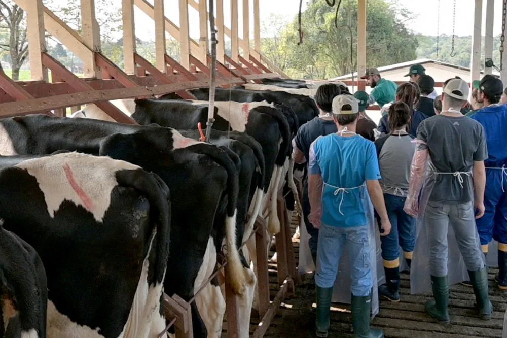 Capacitação em campo: Durante o curso, os participantes aplicam a inseminação artificial em bovinos, reforçando o aprendizado teórico com a prática. Crédito da foto: Toninho Anhaia.