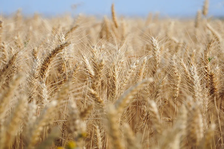 Cenário do grão no Brasil foi apresentado em webinar promovido pela Abitrigo