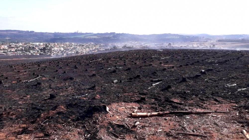 Área que continha floresta plantada devastada por incêndio em Jaguariaíva (PR), próximo a bairro residencial. Foto: Vitor C. M. Coelho.