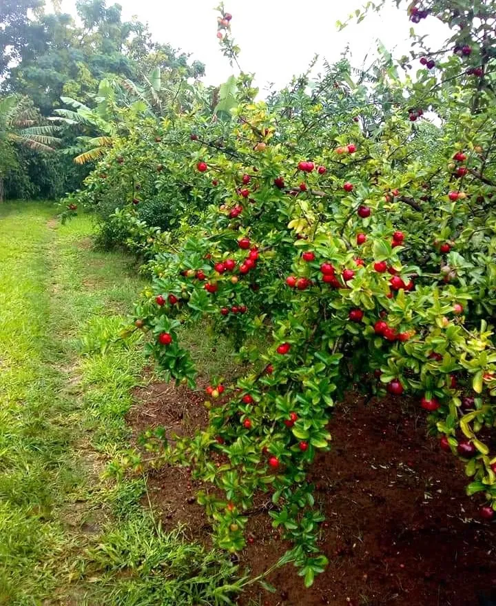 Cultura da fruta ajuda a aquecer economia do município. Foto: Arquivo.