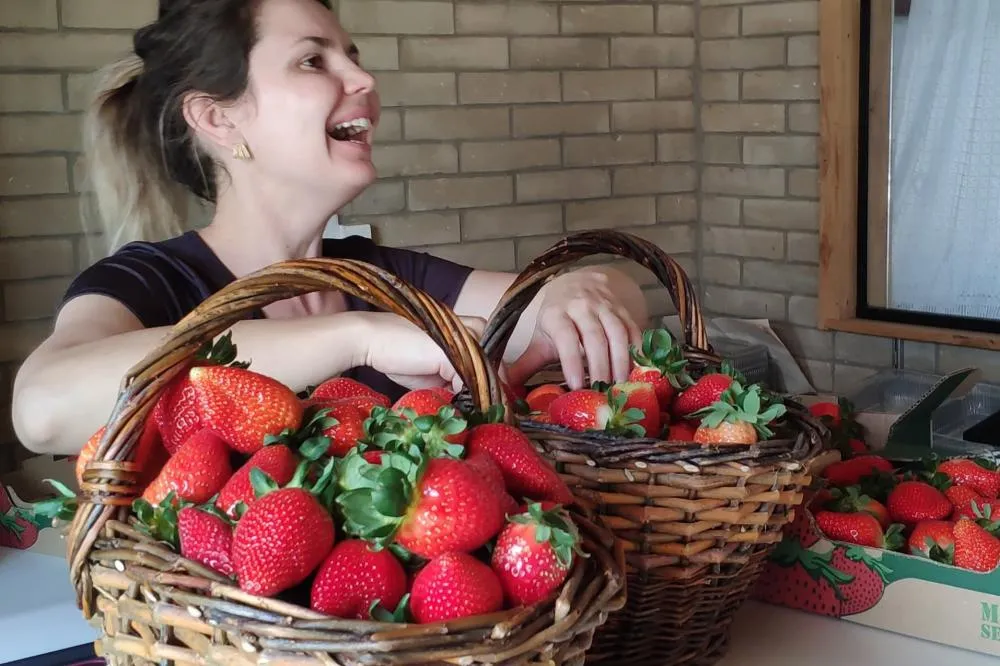 Assistência que alia teoria e prática capacita produtores de morango na Grande Curitiba Foto: IDR-Paraná