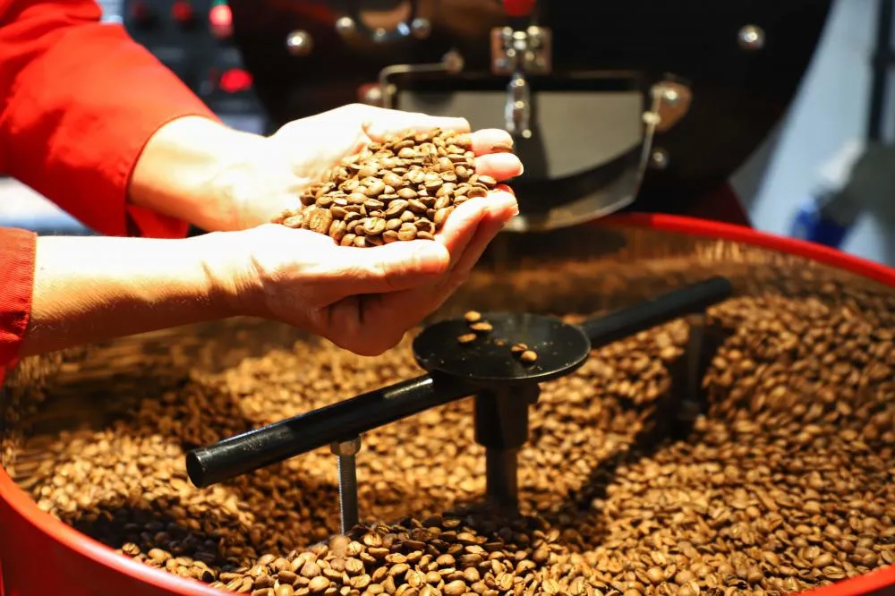 Mesmo com menor produção, café garante mais rendimento ao produtor paranaense Foto: José Fernando Ogura/Arquivo AEN