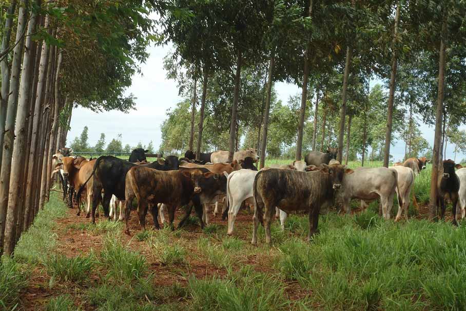 A prática conhecida como silvipastoril, que consiste em plantar as árvores dentro da área de pastagem, o que pode melhorar as condições de bem-estar animal e aumentar os lucros da pecuária de corte.