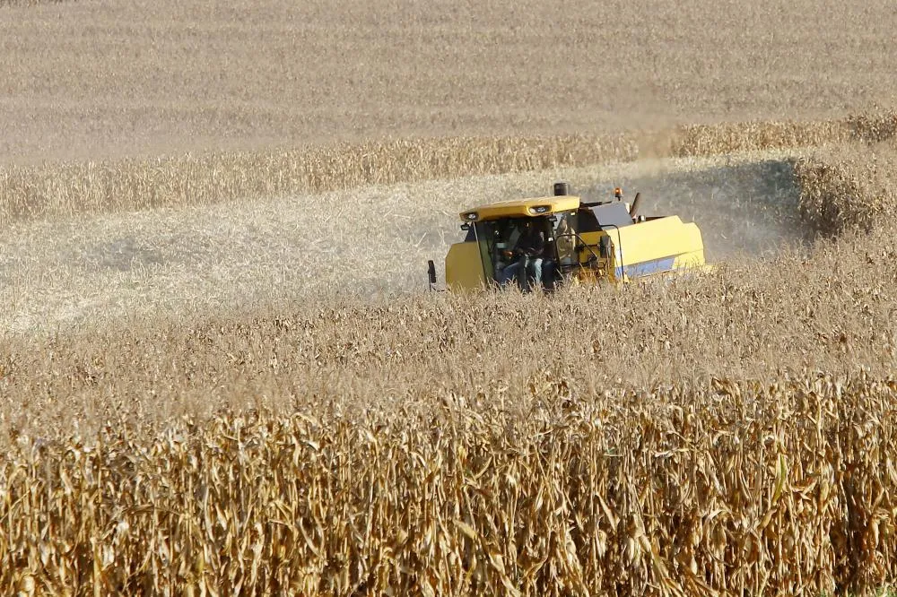 Produtores de milho do Paraná têm melhor remuneração em outubro, aponta boletim do Deral Foto: Albari Rosa/Arquivo AEN