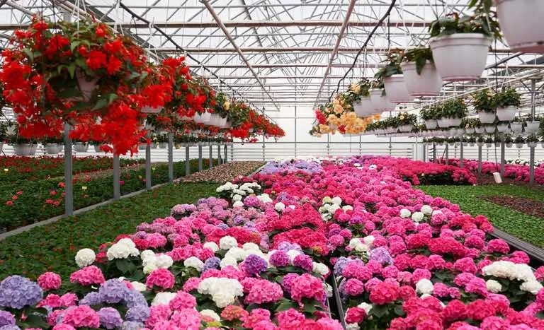 Abertura de mercado na Arábia Saudita para exportação de flores e feno. Foto Mapa