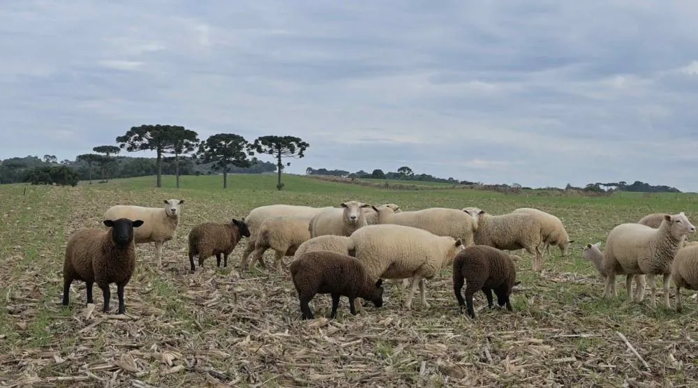 O objetivo é fomentar a cadeia produtiva levando em conta três eixos: produção, indústria, mercado. O projeto atenderá 300 empreendimentos rurais. Foto Toninho Anhaia