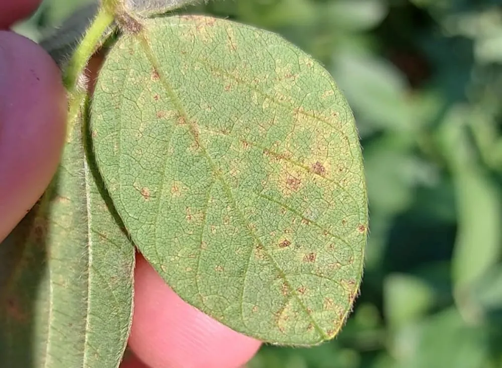 Nas últimas safras os produtores que seguiram as orientações do Alerta Ferrugem conseguiram reduzir o número de aplicações de fungicida nas lavouras, em 35%, na média. Foto IDR-Paraná