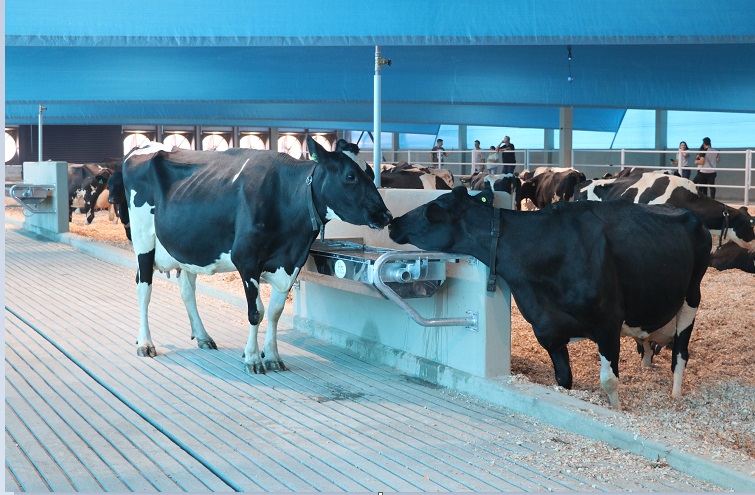 O Compost Barn é equipado com um sistema de IoT que funciona com câmeras e sensores inteligentes, que visam identificar o movimento dos animais, além de gerar dados para o controle de temperatura, luminosidade, momento ideal de entrega de água e alimentos