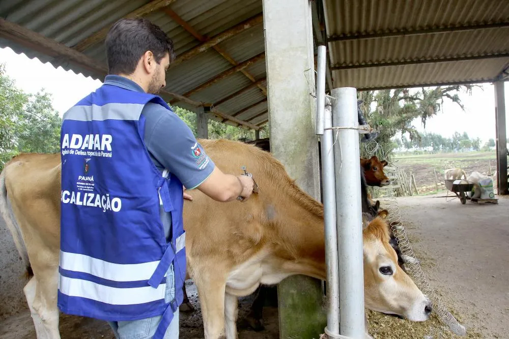  Campanha de vacinação febre aftosa. Campo Largo, 09/05/2019 Foto:Jaelson Lucas / ANPR