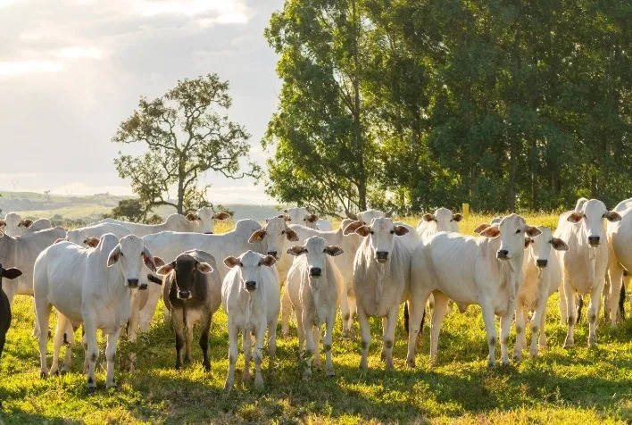 Colaboração inovadora para apoiar a agricultura sustentável e iniciativas de crédito de carbono em mais de 40.000 hectares na região do Cerrado.
