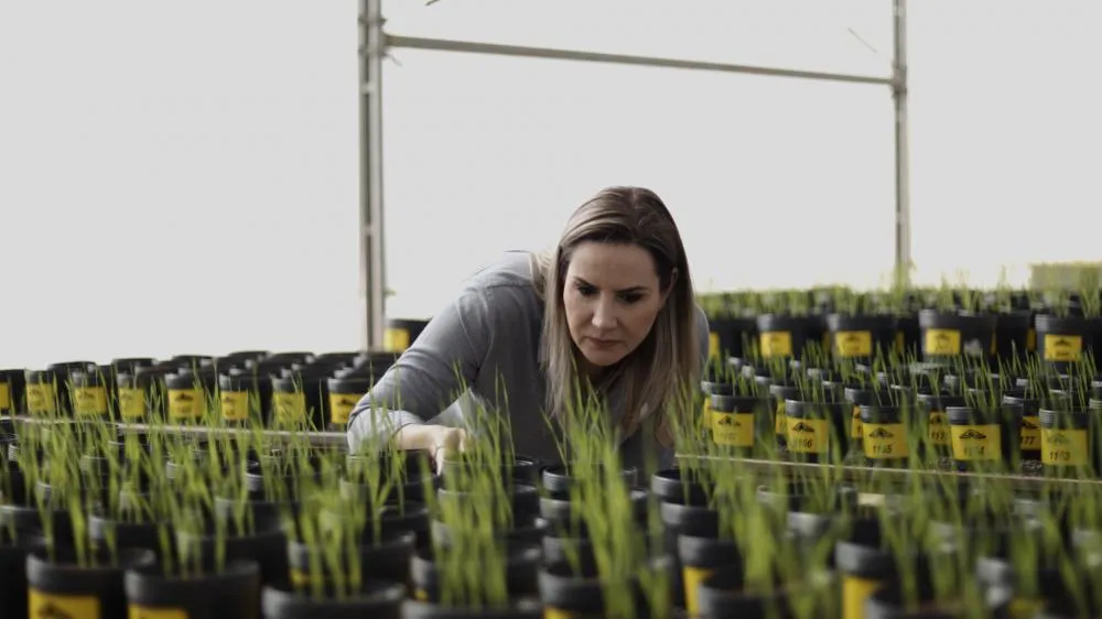Novos produtos devem oferecer aos produtores um manejo mais sustentável Divulgação