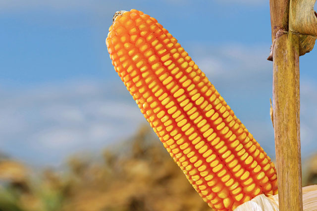 Melhoramento genético e biotecnologia impulsionam produtividade no campo Foto divulgação