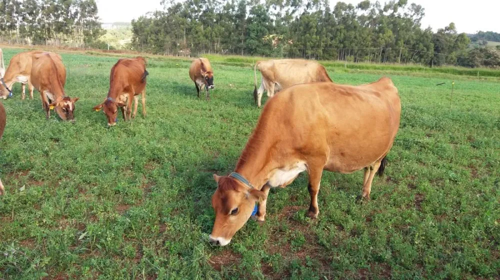 Certificação para a produção de laticínios