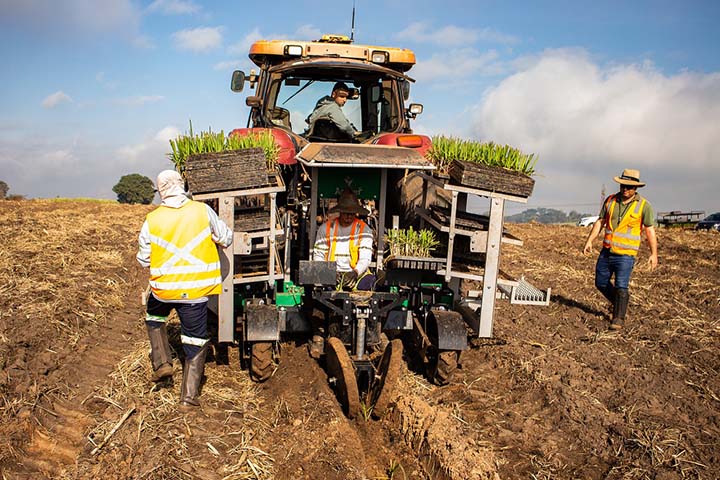 Plantio mecanizado facilita o trabalho, padroniza e causa menor compactação do sulco.