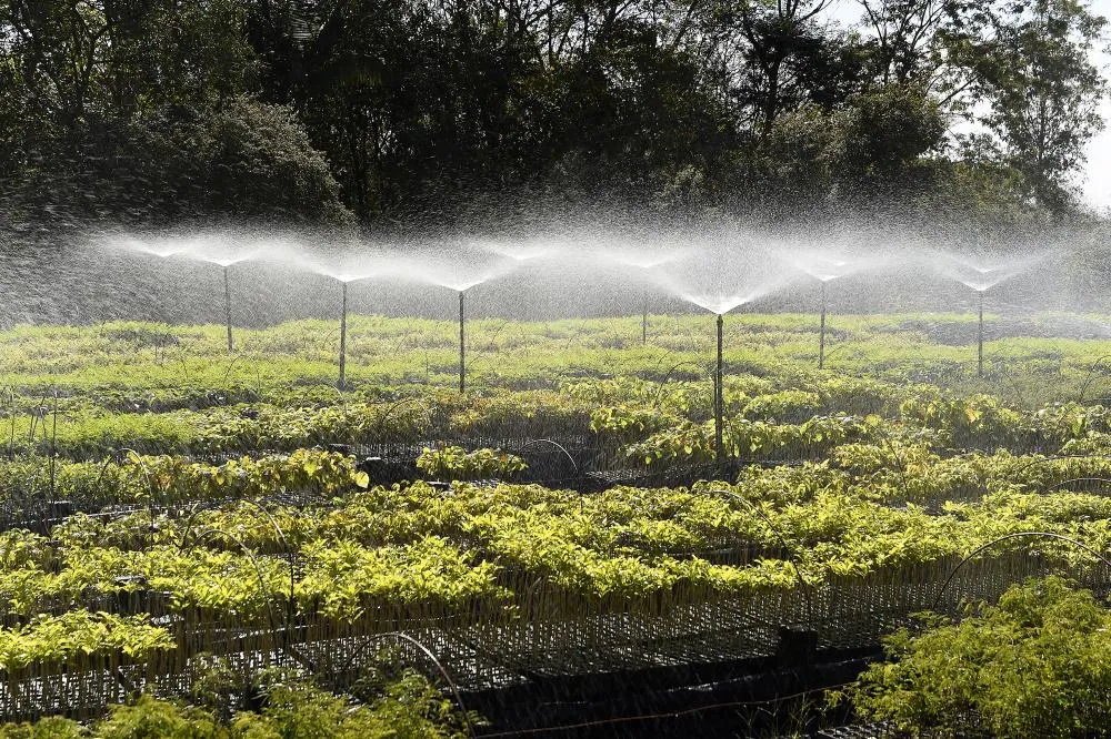 Paraná Mais Verde versão 2025 terá o início da reestruturação dos viveiros e laboratórios de sementes administrados pelo IAT Foto: Denis Ferreira Netto