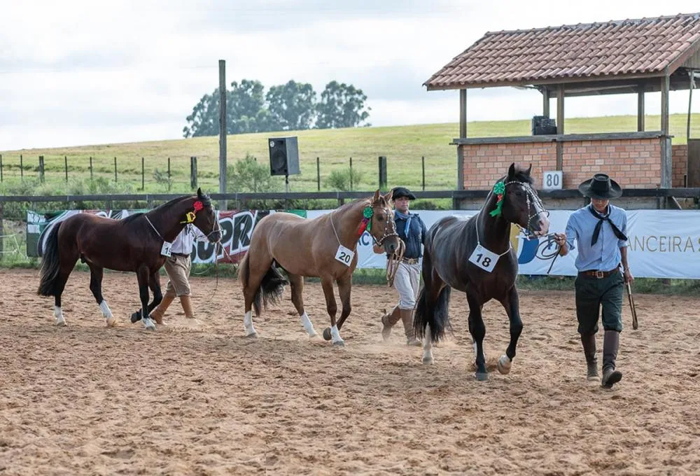 Evento credencia animais para a grande final da Morfologia, durante a Expointer 2025