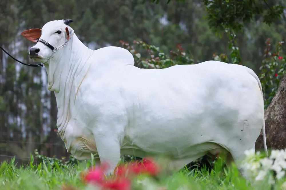 Carina FIV do Kado tem apenas 36 meses de idade é a mais importante matriz Nelore da atualidade