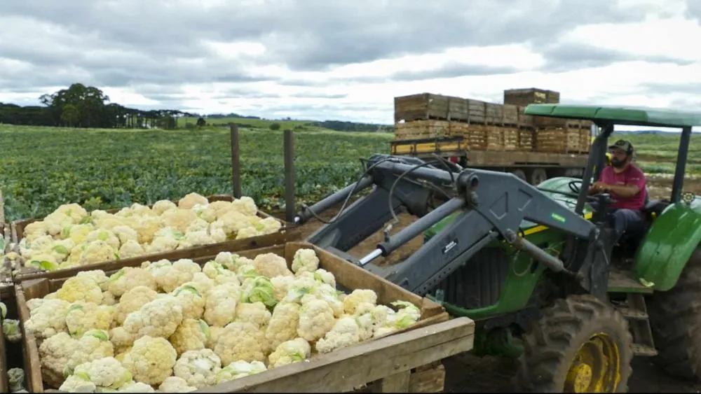Mais de 60% dessas famílias têm a maior parte da renda familiar representada pela empresa especializada em vegetais congelados. Foto Grano Alimentos