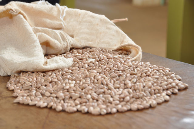 O produtor que plantou Dama, Agronorte e Estilo encontra com facilidade um comprador no mercado. Para esta variedades os preços oscilam entre R$ 180,00 a R$ 200,00 para um bom feijão. Foto Toninho Anhaia