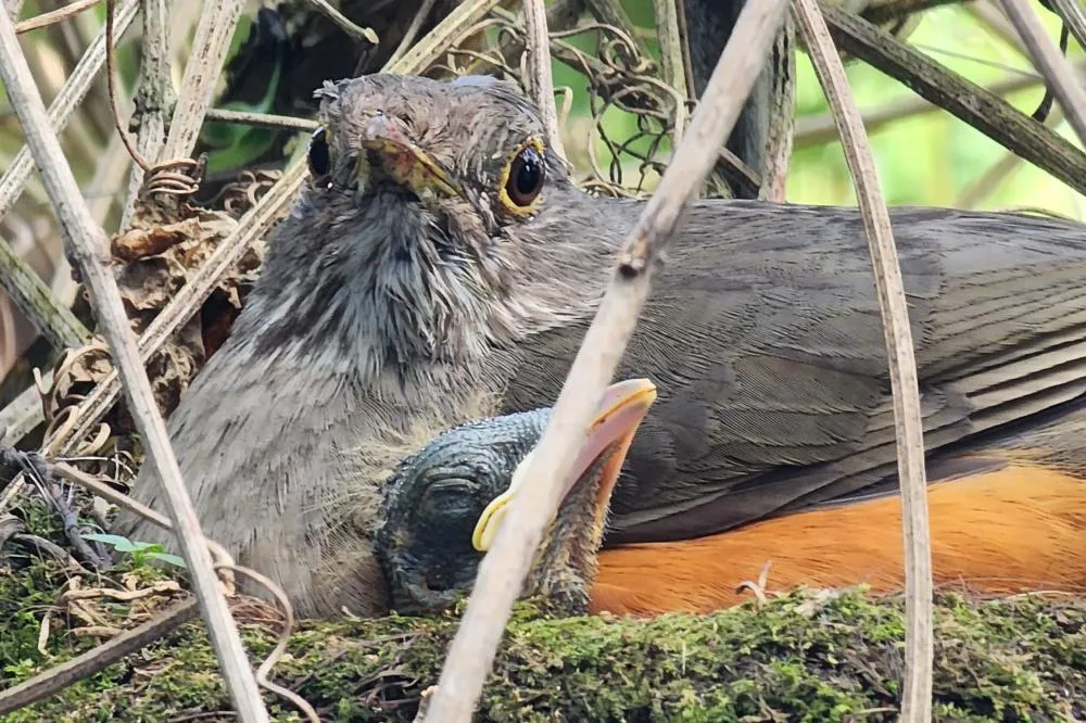 Período de calor coincide com o da reprodução das aves: é preciso seguir as orientações corretas para evitar acidentes com a fauna silvestre Foto: Patryck Madeira/SEDEST