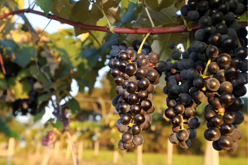 Produtores podem se inscrever para participar da Rota Uva e Vinho Paraná Foto: Gilson Abreu/AEN
