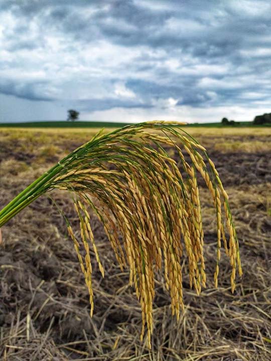 O uso de sementes certificadas é um dos fatores mais importantes para se obter uma alta produtividade nas lavouras orizícolas - Foto: Giovane Neu/Irga