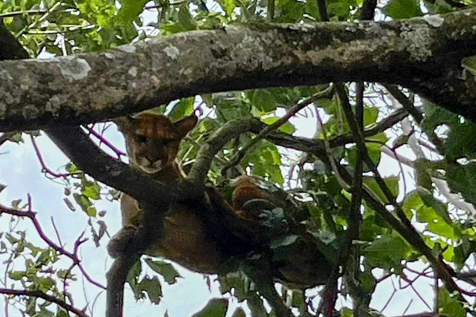 Onça-parda resgatada pelo IAT na região Noroeste do Paraná passará por tratamento veterinário antes de retornar à natureza Foto: IAT Umuarama