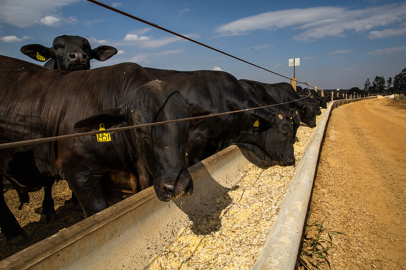No segmento animal, foram analisados os custos da pecuária de corte e de leite, aquicultura, avicultura de corte e suinocultura. Foto Sistema CNA/Wenderson Araujo