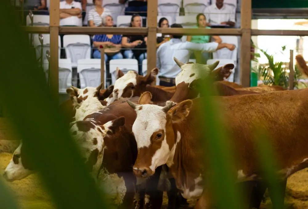 Evento em Lavras do Sul (RS) ocorrerá entre os dias 4 e 8 de novembro de 2025