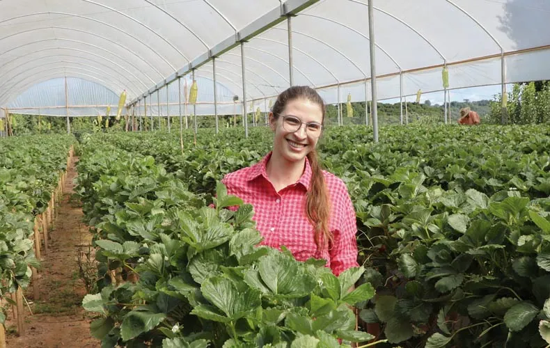 Cultivados em pequenas propriedades e com mão de obra familiar, produto oferece uma alternativa de renda atrativa. Com apoio do Sistema FAEP, conhecimento técnico é decisivo na atividade. Fotos Faep