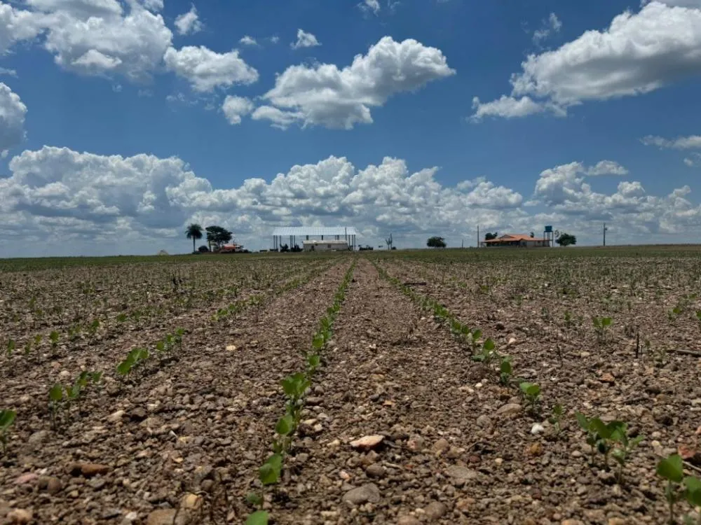Cultivares serão colhidas separadamente para avaliar o potencial produtivo
