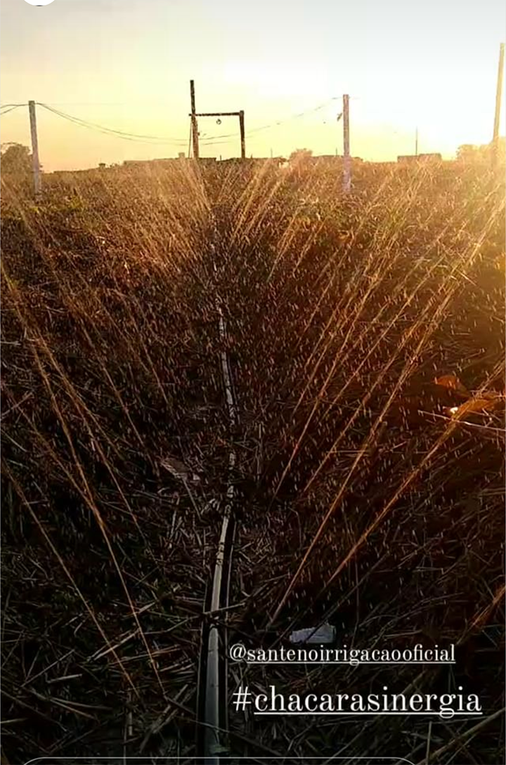 Utilização de mangueiras ajuda a aumentar a umidade relativa dentro do sistema agroflorestal