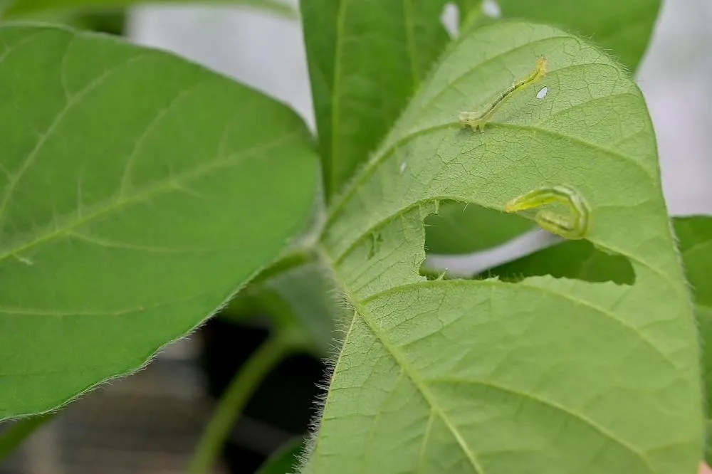 A nova lei define bioinsumos como produtos, processos e tecnologias de origem vegetal, animal ou microbiana, promovendo soluções sustentáveis para a agricultura.. Foto Toninho Anhaia.