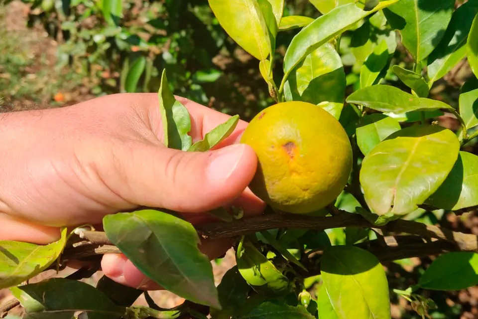 Paraná avança na luta contra o greening com força-tarefa que erradicou mais de 200 plantas sintomáticas no Noroeste Foto: Adapar