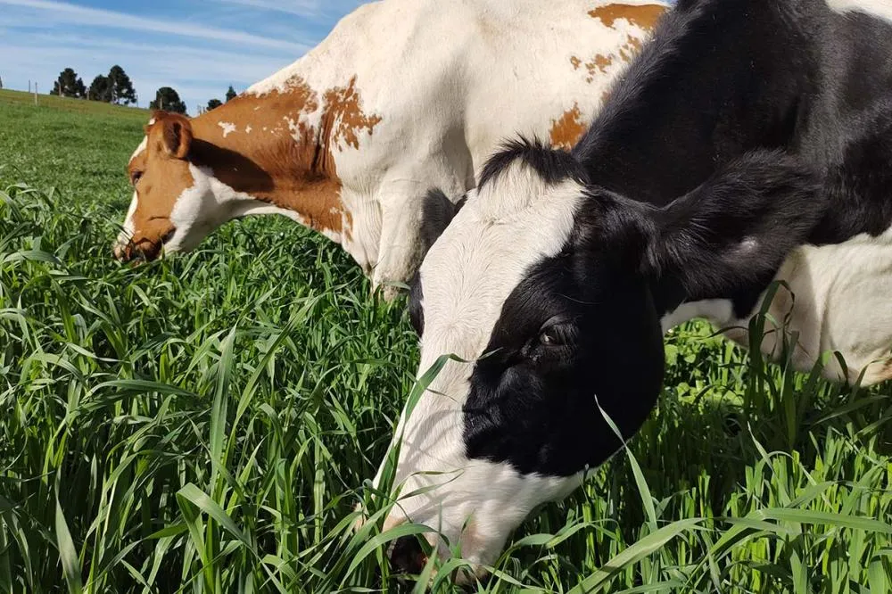 Quando o uso de antibiótico se faz necessário, garantir que o animal retorne rapidamente à linha de ordenha é um diferencial importante. Foto Toninho Anhaia